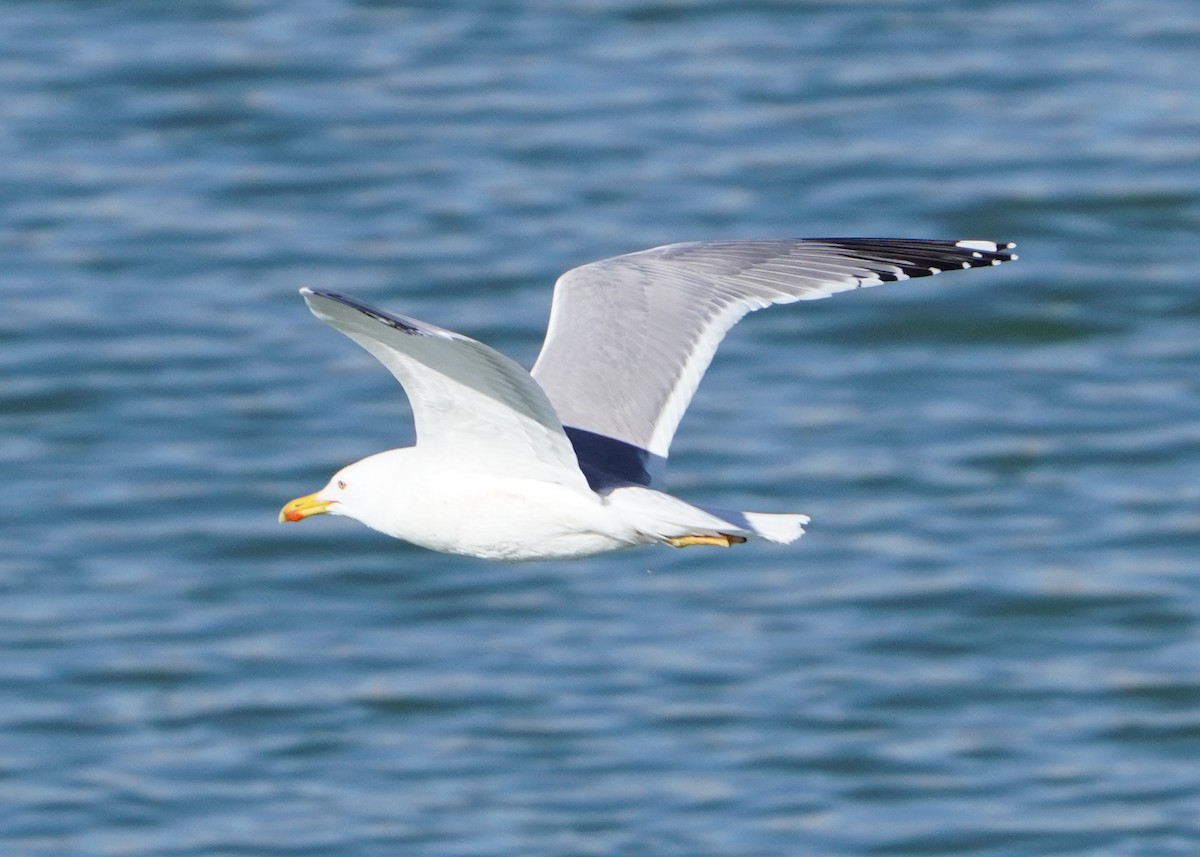 Lesser Black-backed Gull (Steppe) - ML617128377