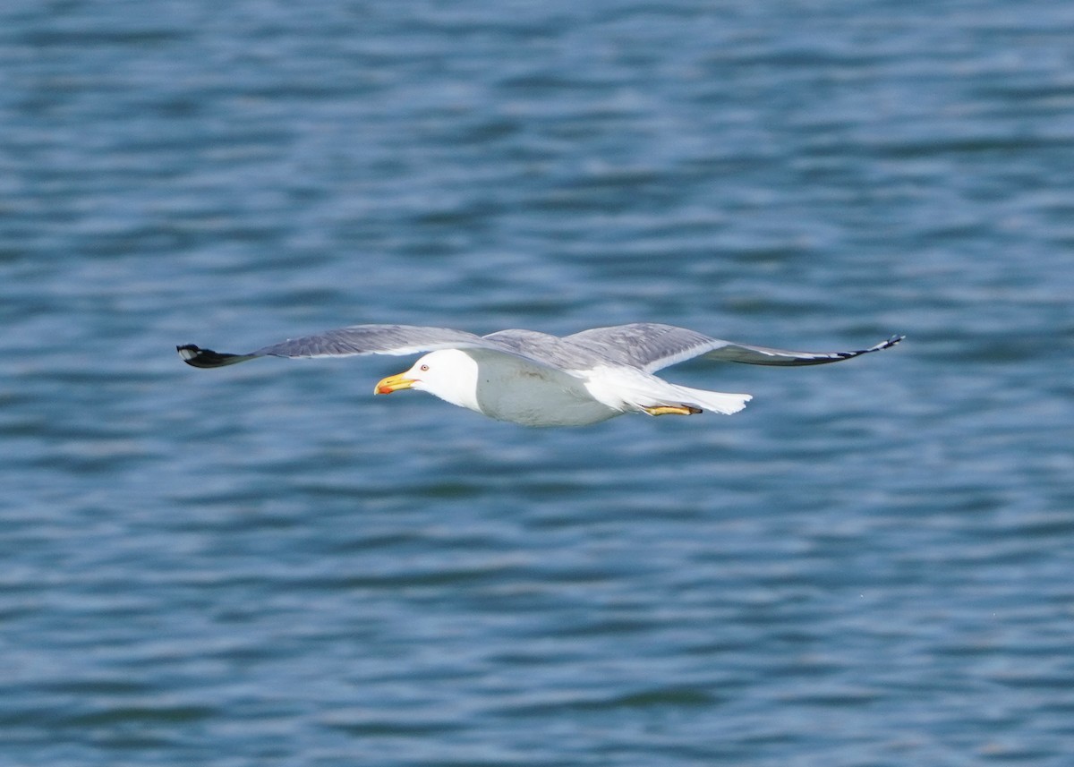 Lesser Black-backed Gull (Steppe) - Samuel de la Torre