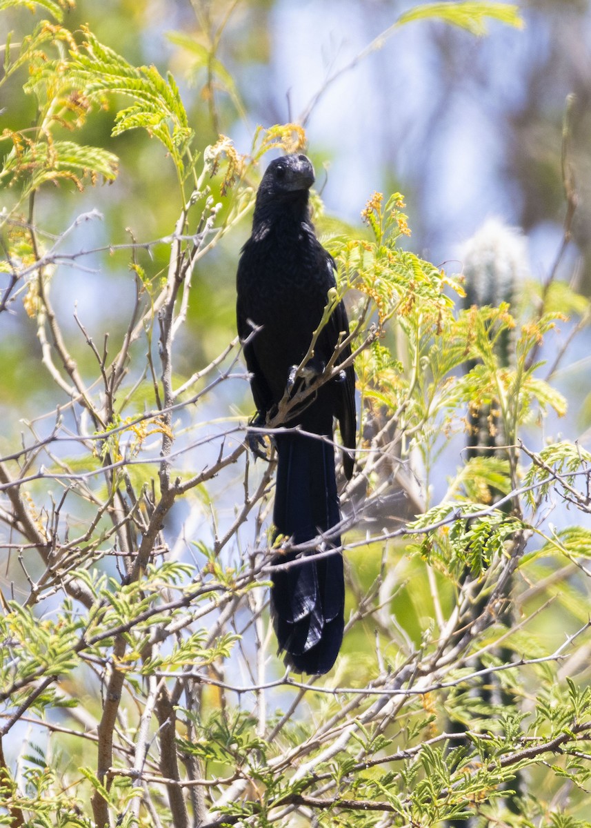 Smooth-billed Ani - Amarilys Lebron