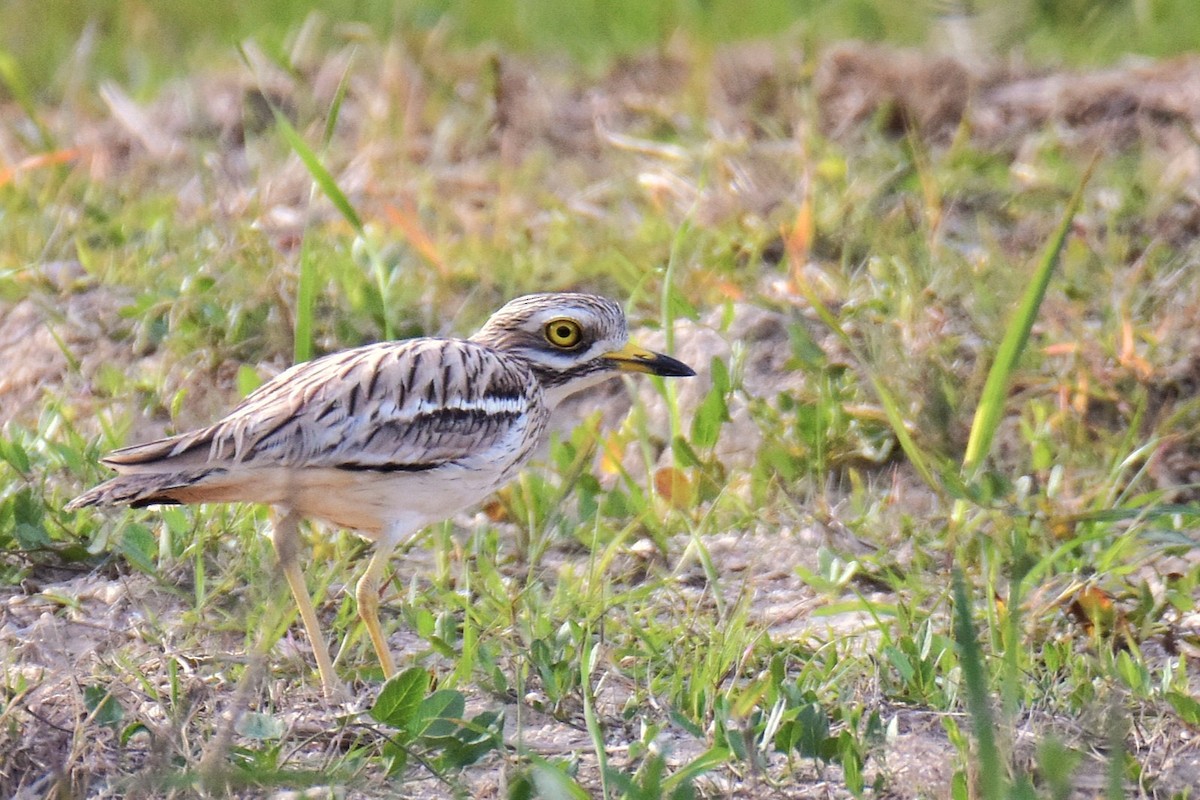 Eurasian Thick-knee - Max Herrmann