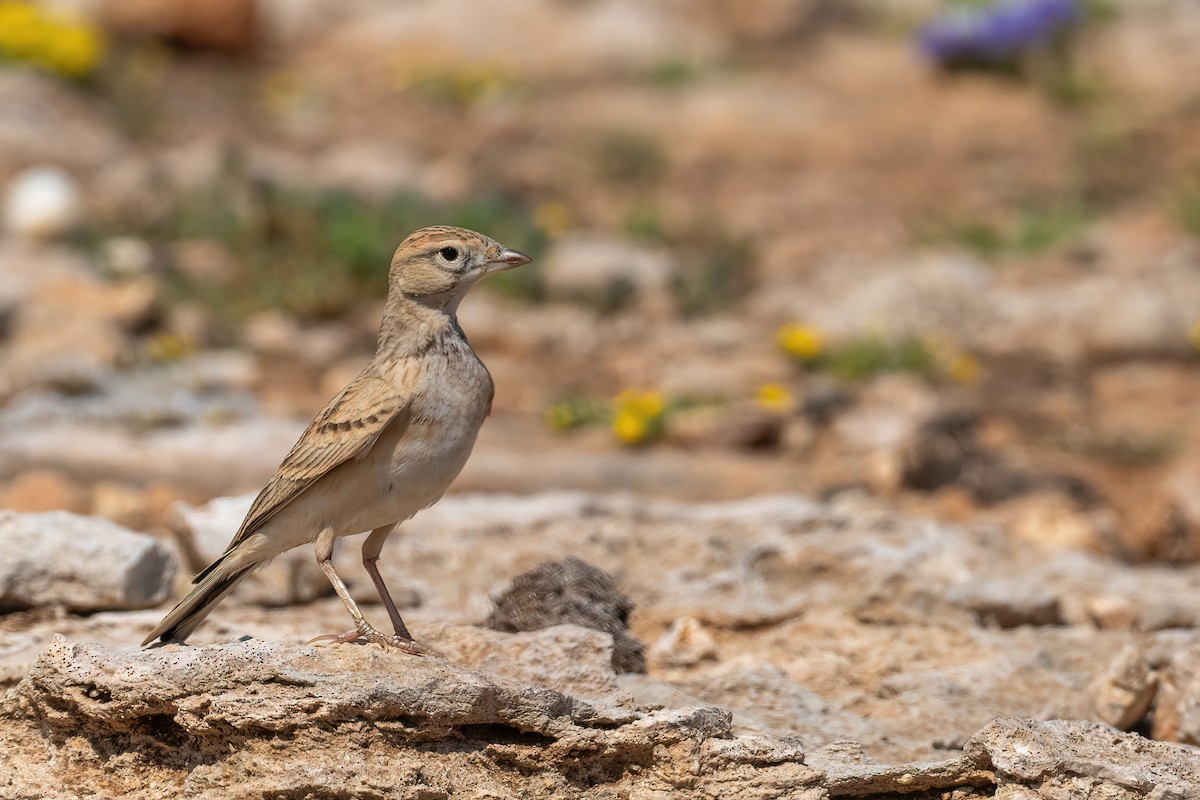 Greater Short-toed Lark - Eren Aksoylu