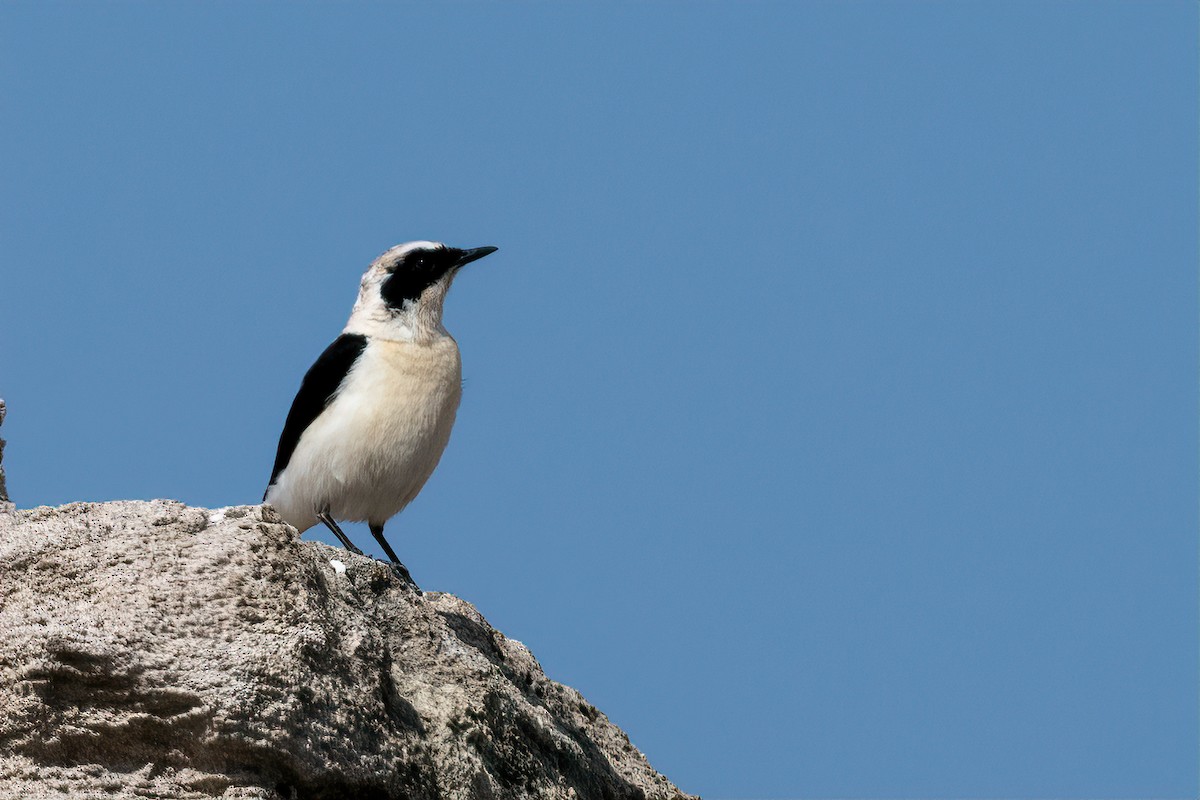 Eastern Black-eared Wheatear - Eren Aksoylu