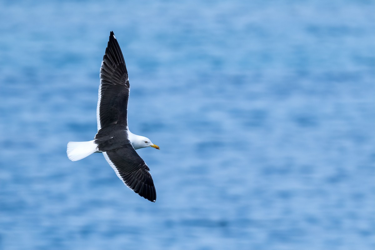 Lesser Black-backed Gull - Eren Aksoylu