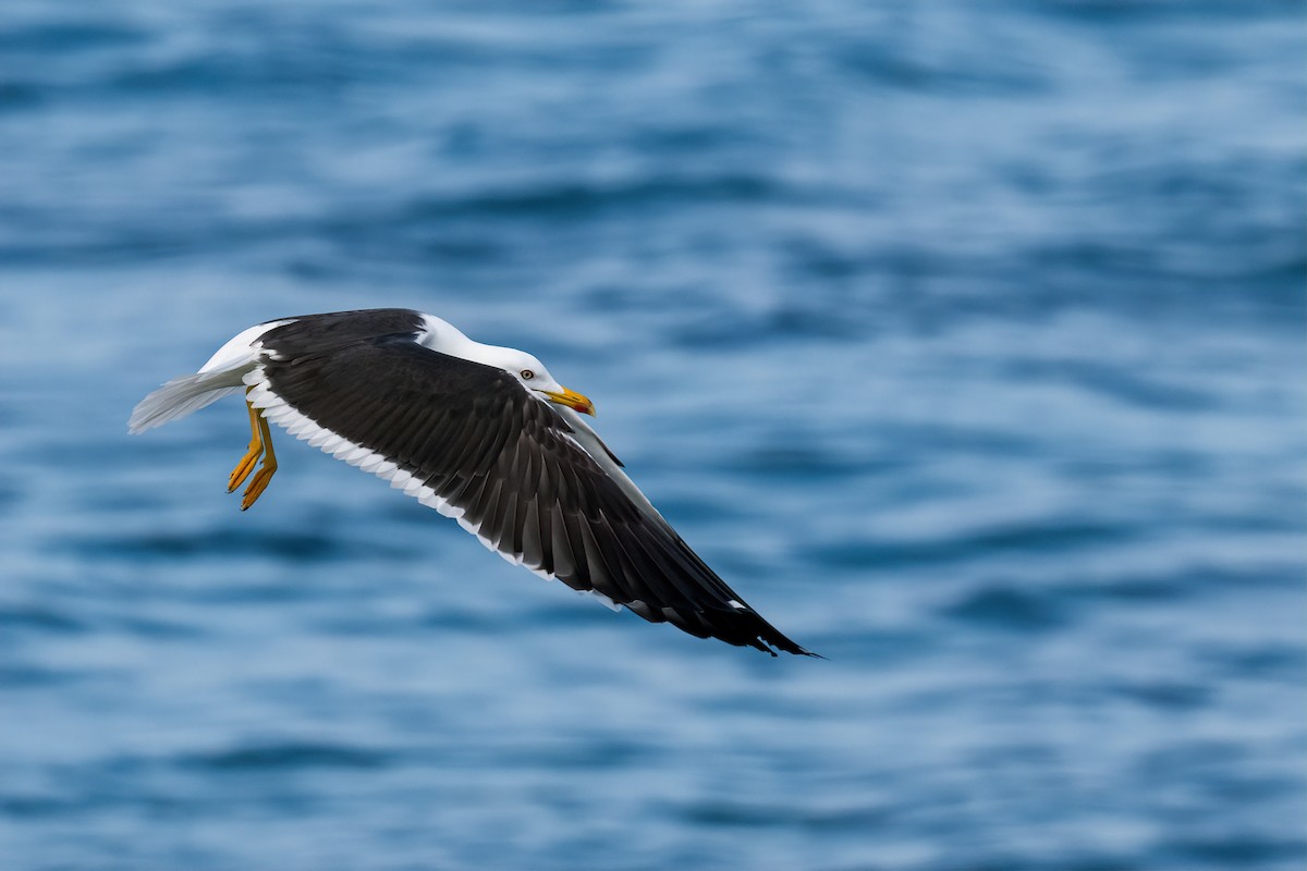 Lesser Black-backed Gull - Eren Aksoylu