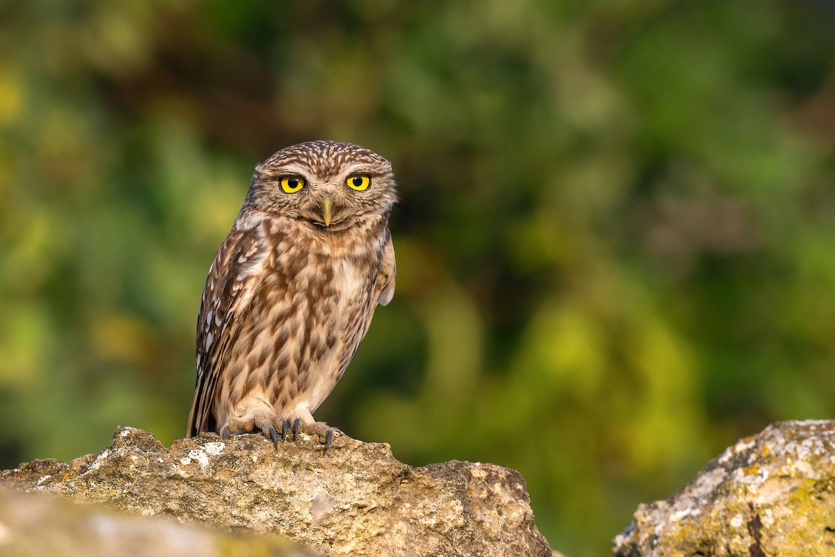 Little Owl - Eren Aksoylu