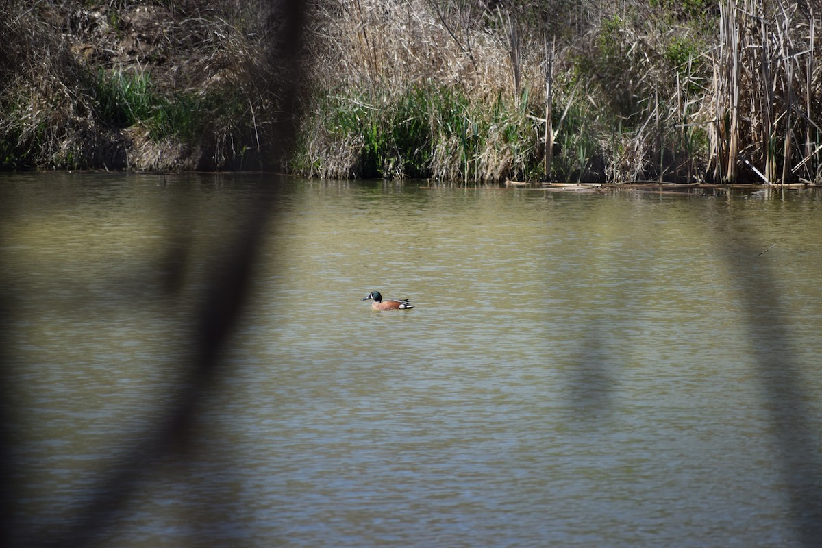 Cinnamon Teal x Northern Shoveler (hybrid) - ML617128586