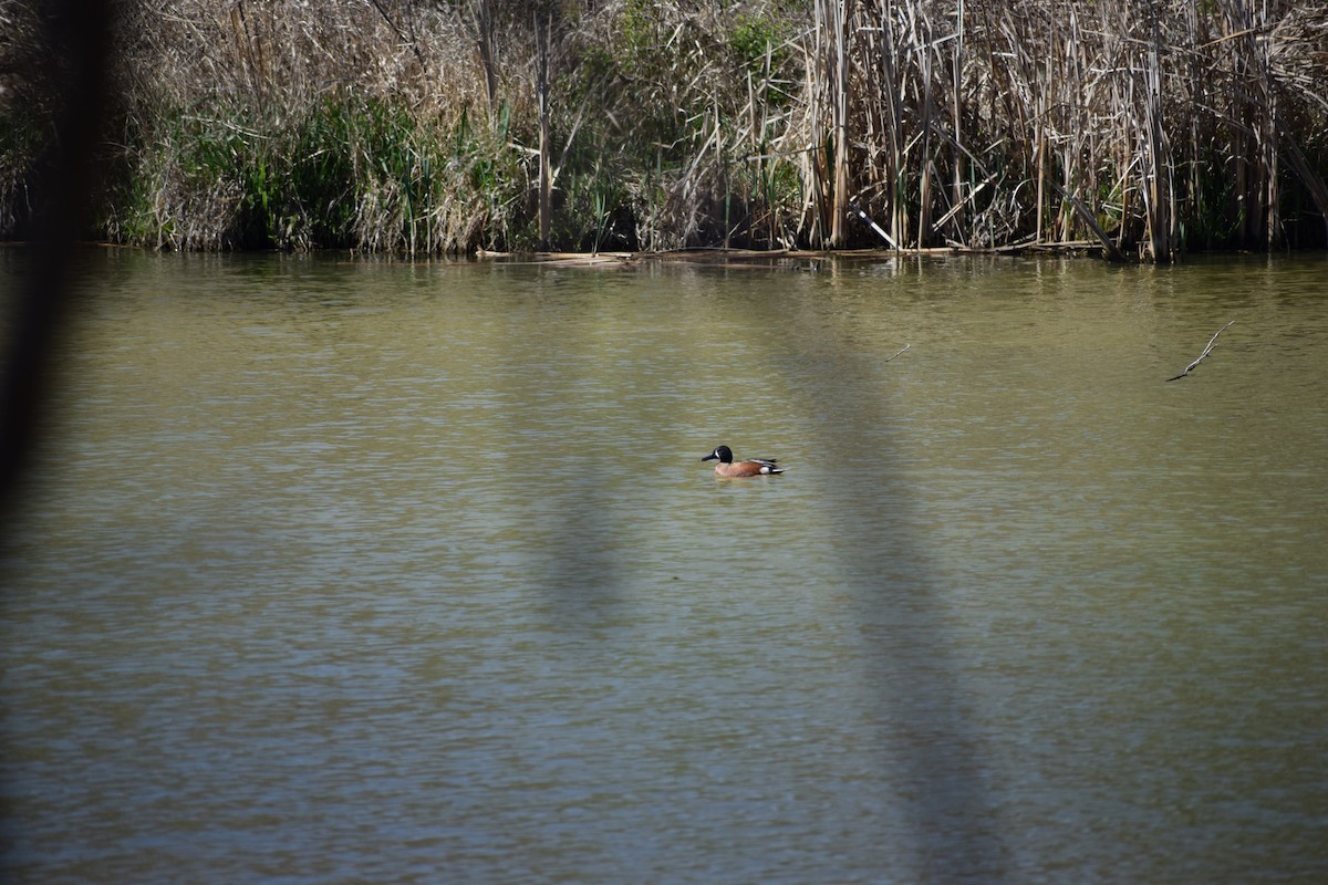 Cinnamon Teal x Northern Shoveler (hybrid) - ML617128587