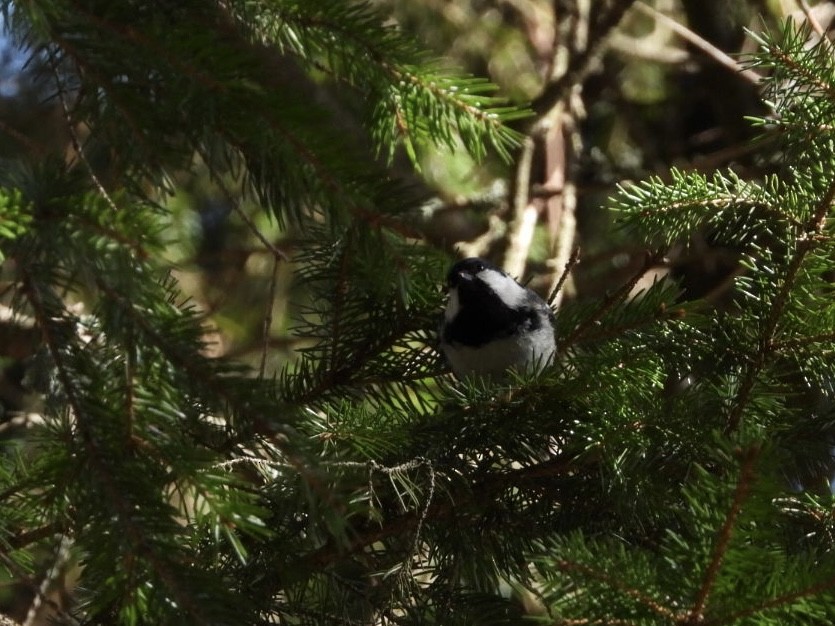 Coal Tit - ML617128589