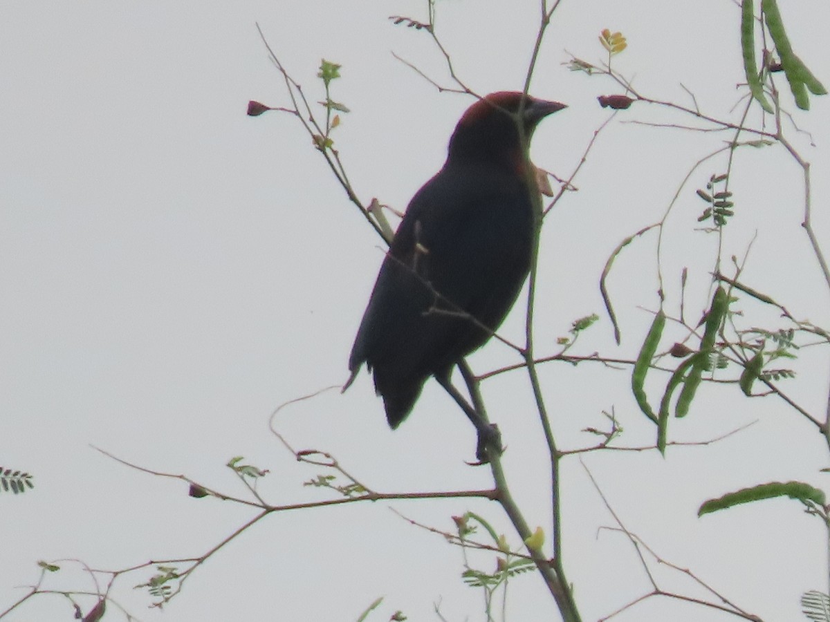 Chestnut-capped Blackbird - ML617128645