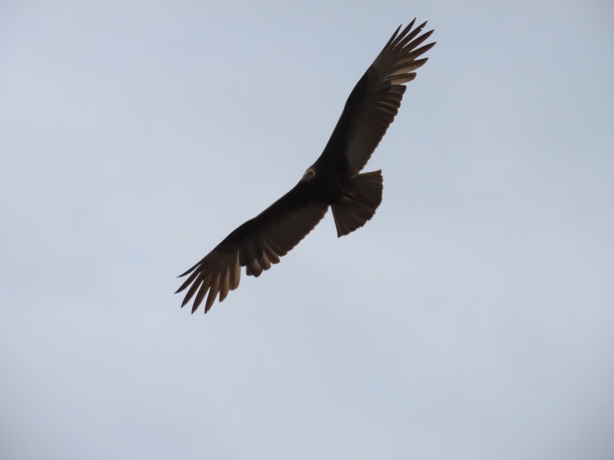 Lesser Yellow-headed Vulture - ML617128676