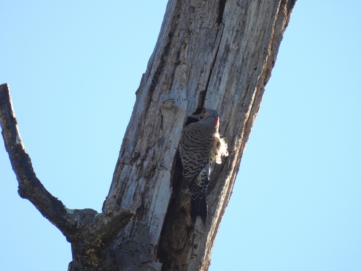 Northern Flicker (Yellow-shafted) - ML617128677
