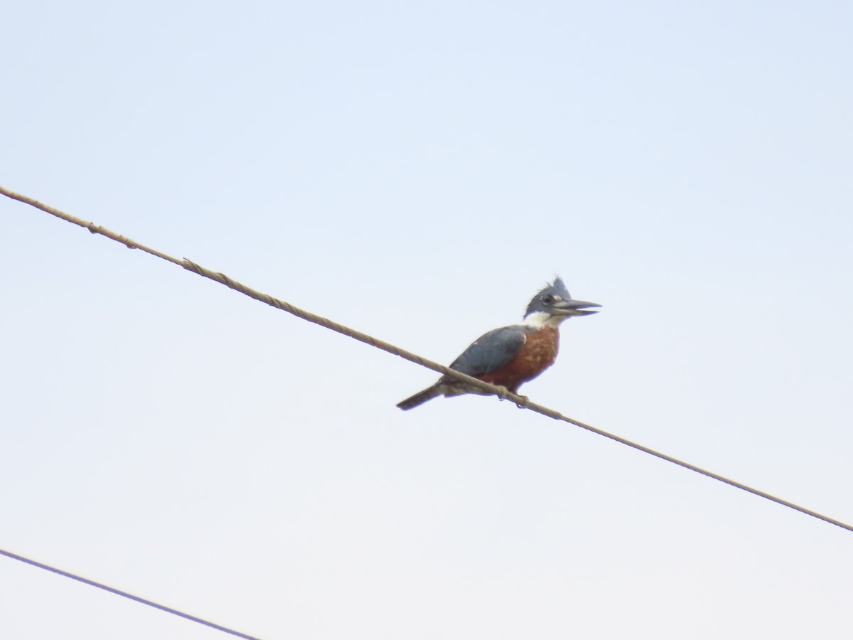 Ringed Kingfisher - ML617128705