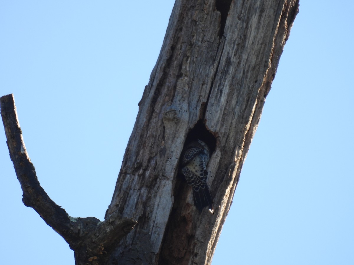 Northern Flicker (Yellow-shafted) - ML617128706
