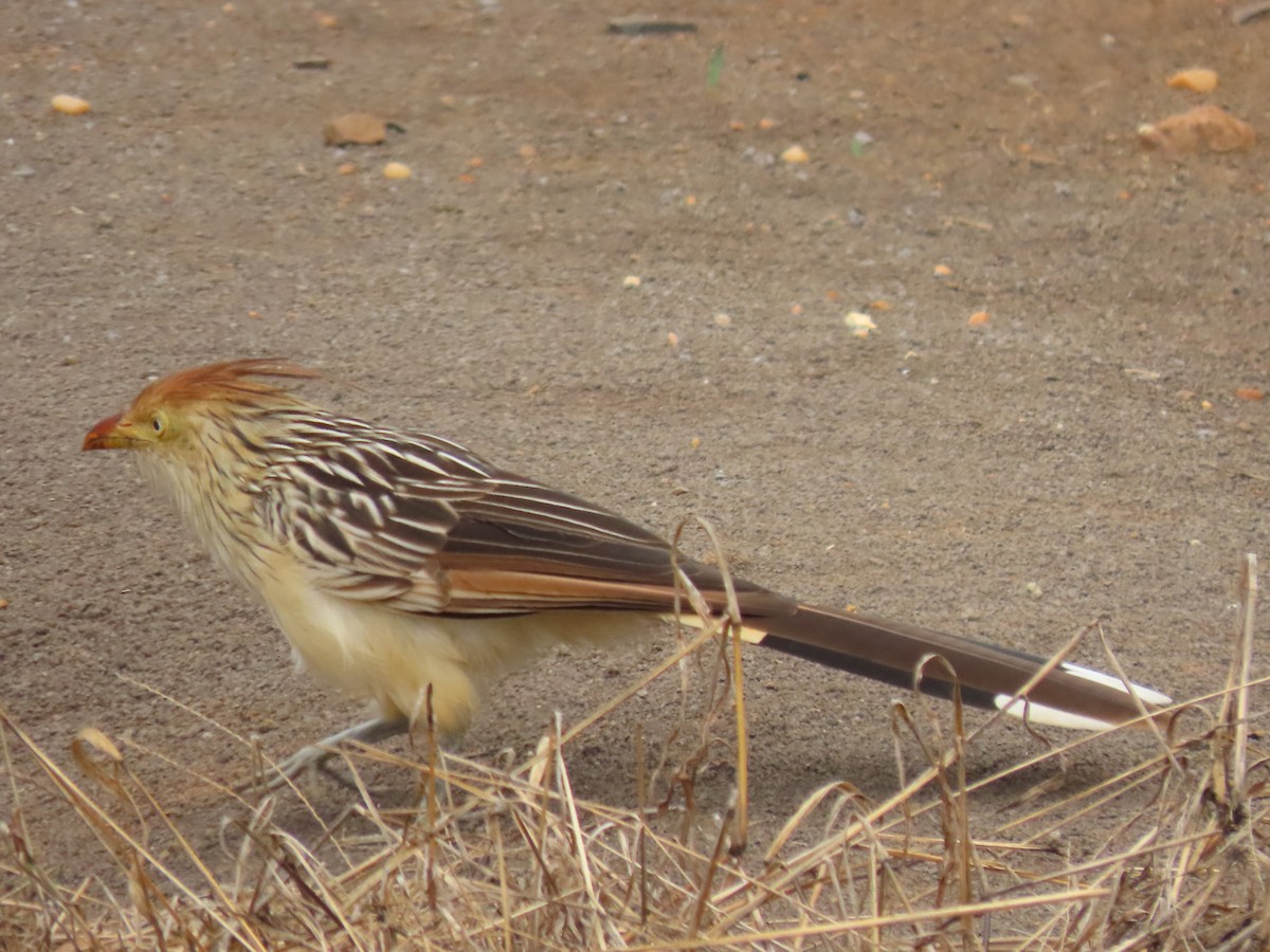 Guira Cuckoo - ML617128720