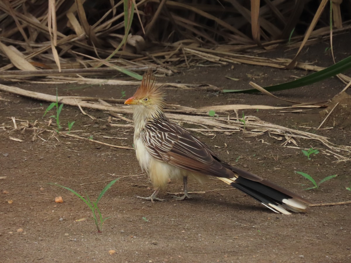 Guira Cuckoo - ML617128721