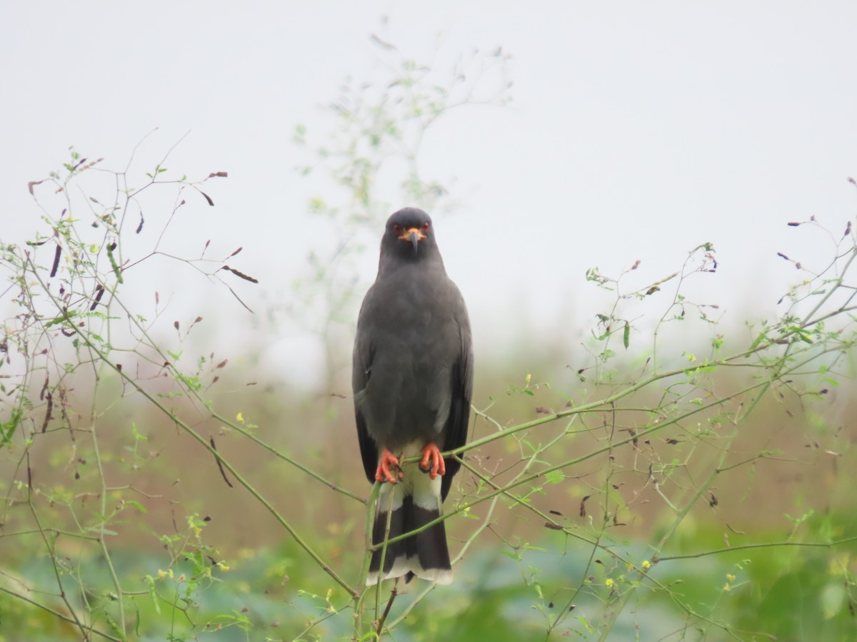 Snail Kite - ML617128762