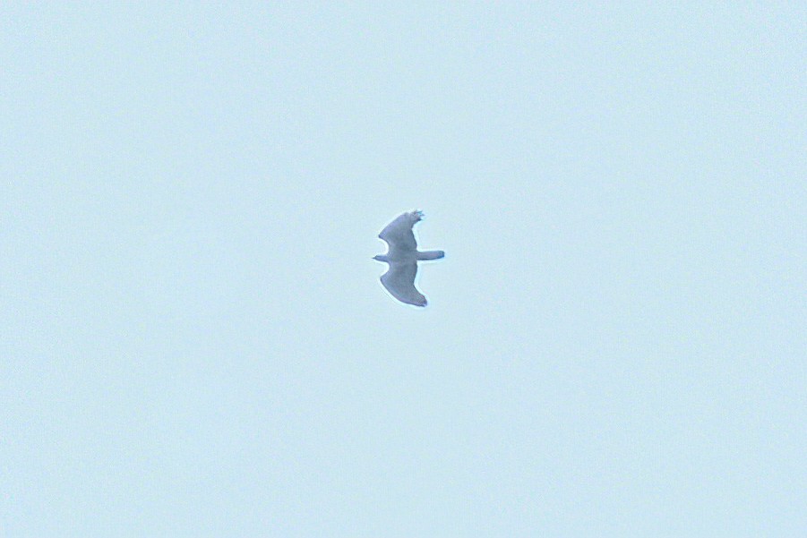 Oriental Honey-buzzard - ML617128792