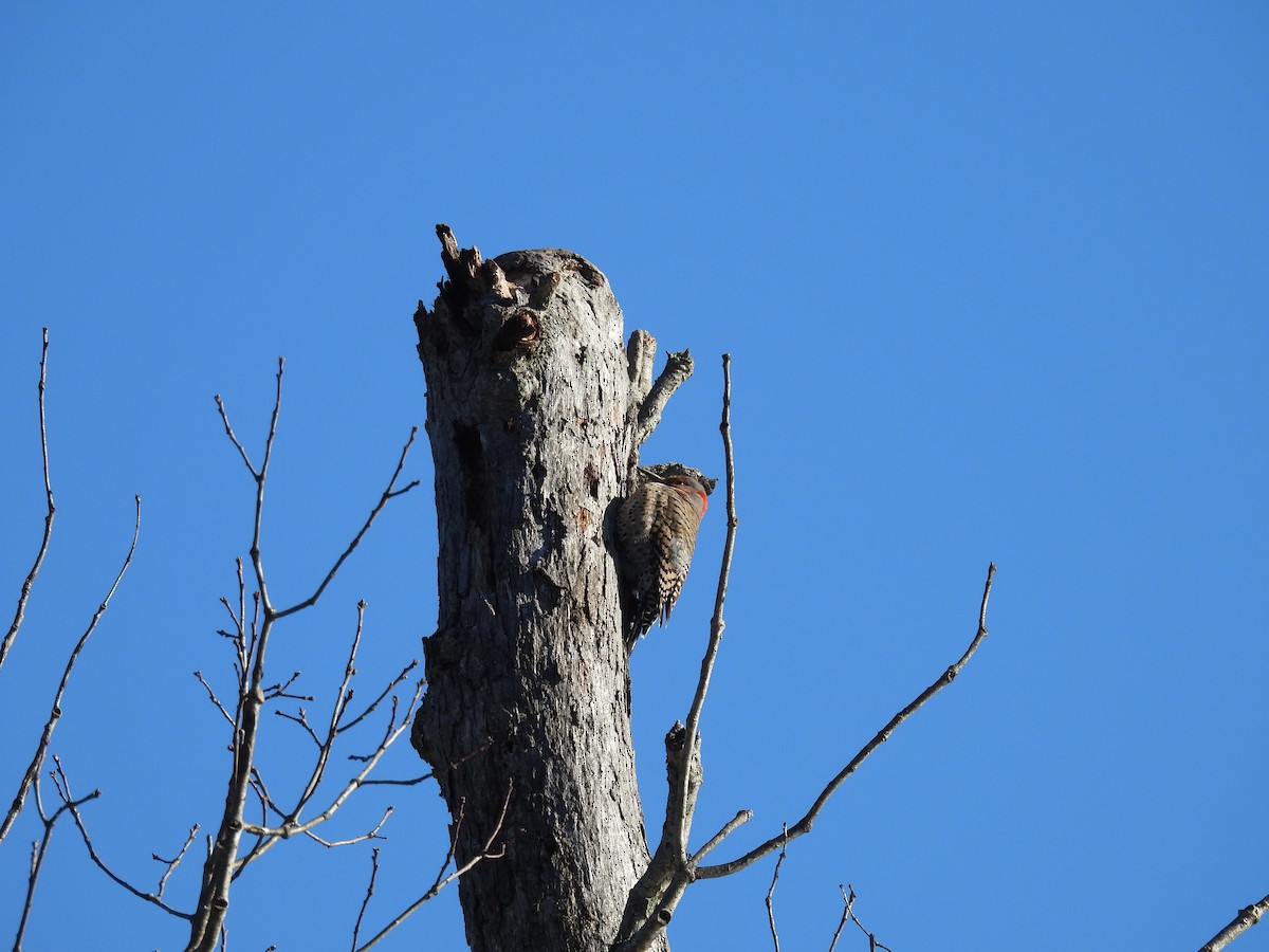 Northern Flicker (Yellow-shafted) - ML617128798