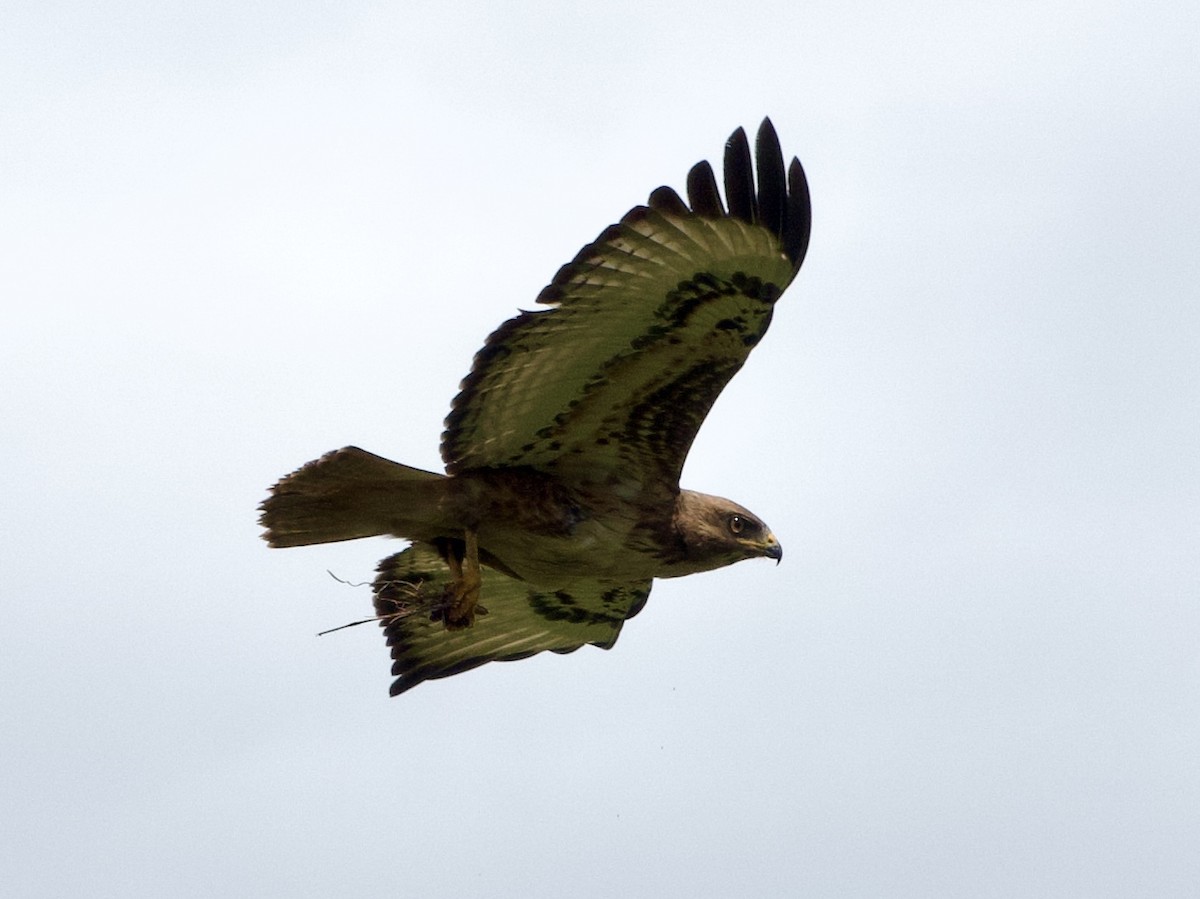 עקב ערמוני - ML617128801