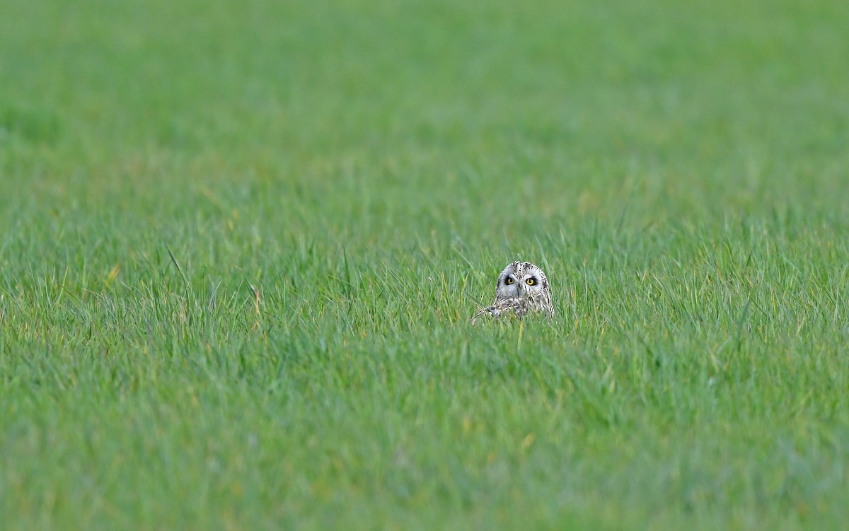 kalous pustovka (ssp. flammeus) - ML617128850