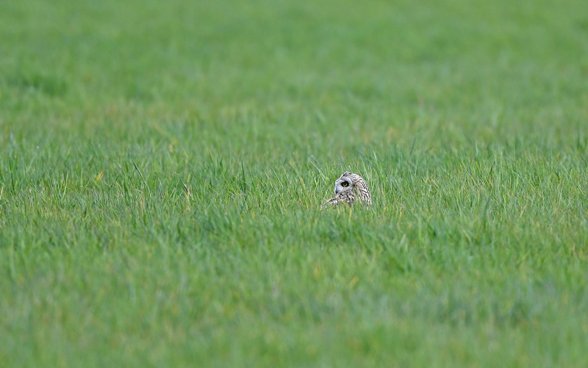 Short-eared Owl (Northern) - ML617128851