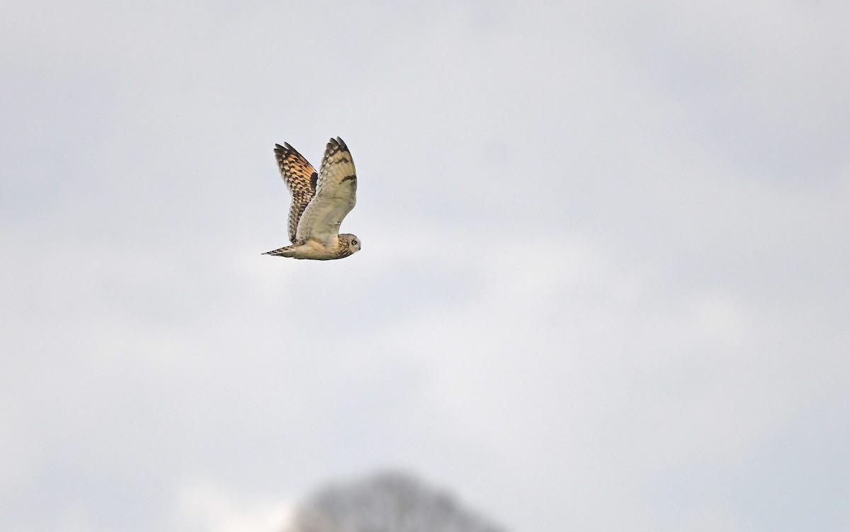 Short-eared Owl (Northern) - ML617128852