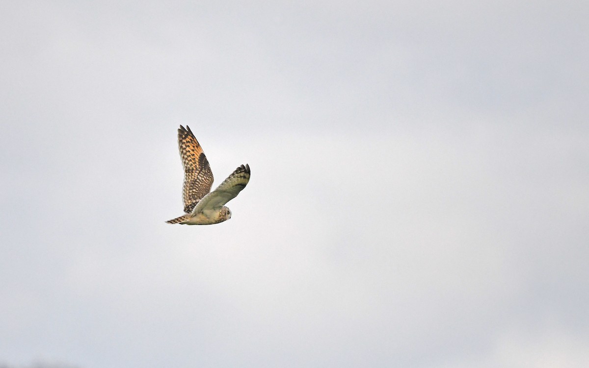 Short-eared Owl (Northern) - ML617128854