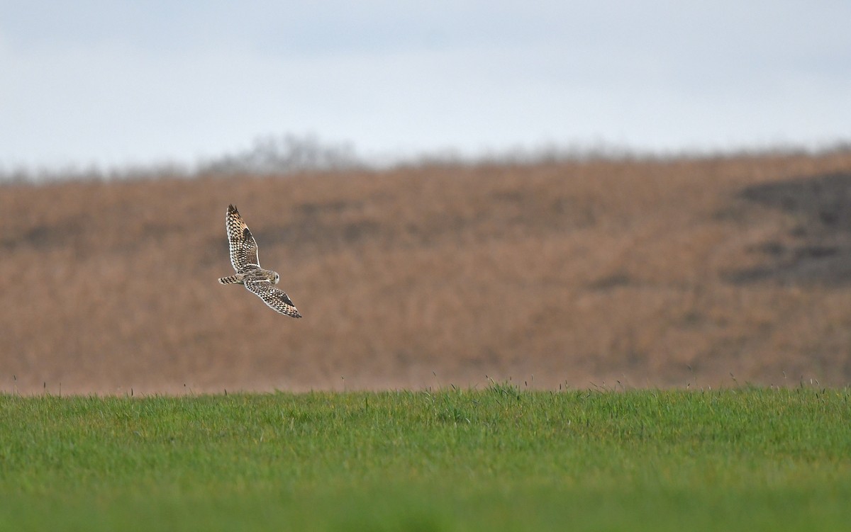 Short-eared Owl (Northern) - ML617128855