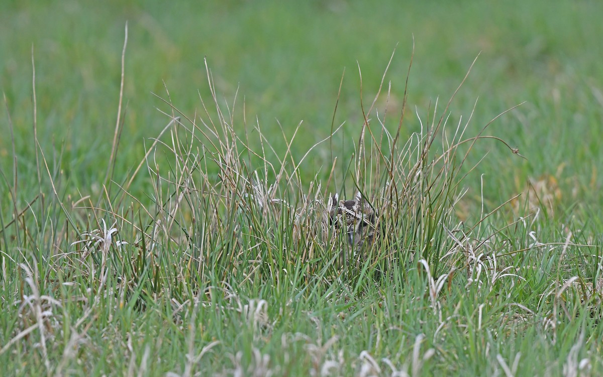 Short-eared Owl (Northern) - ML617128858