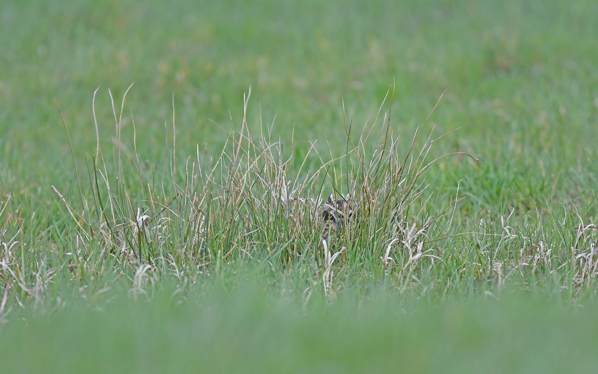 Short-eared Owl (Northern) - ML617128859