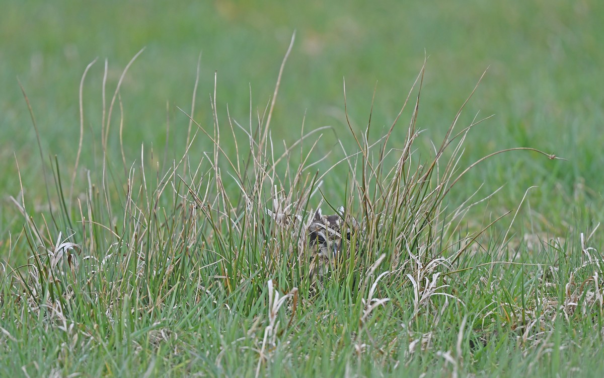 Short-eared Owl (Northern) - ML617128860