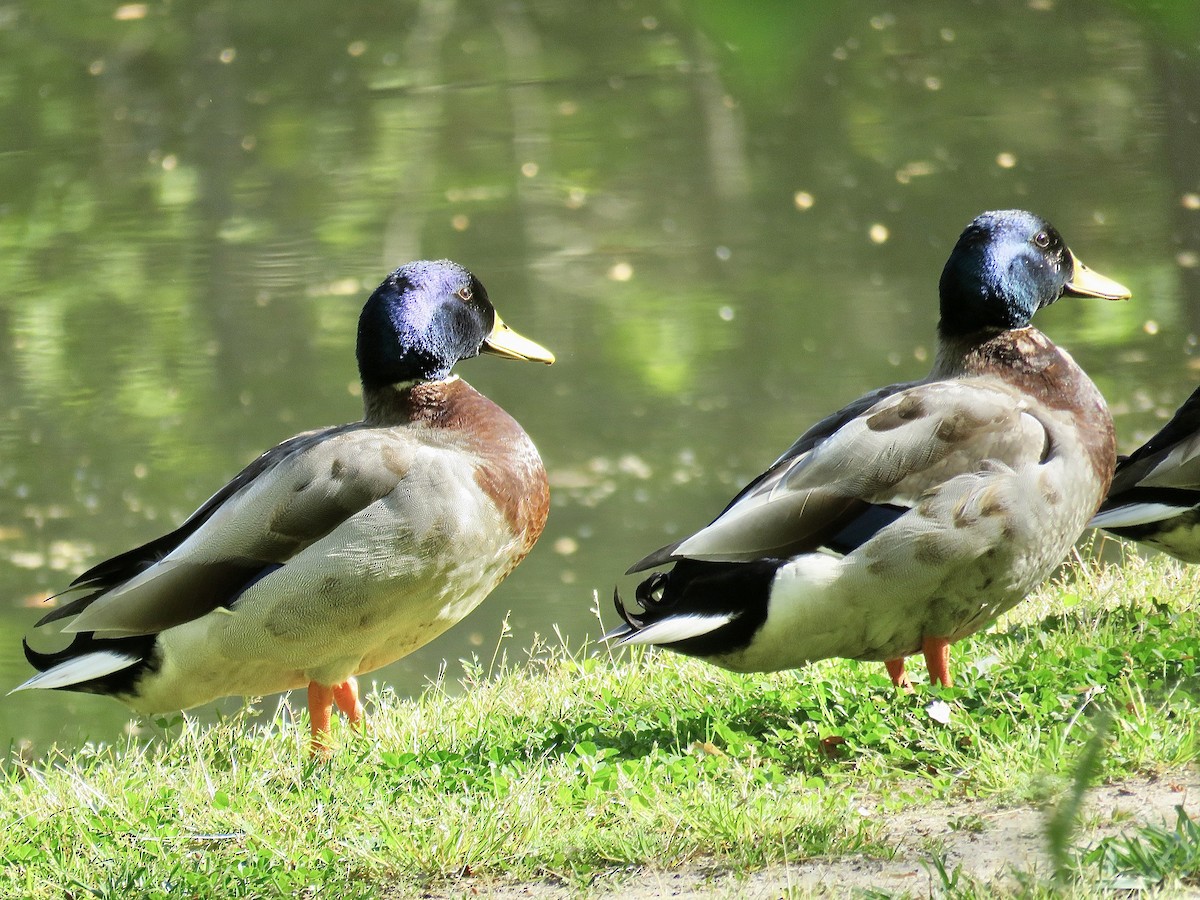 Canard colvert - ML617128885