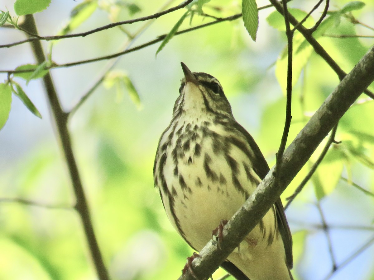 Louisiana Waterthrush - Cherrie Sneed