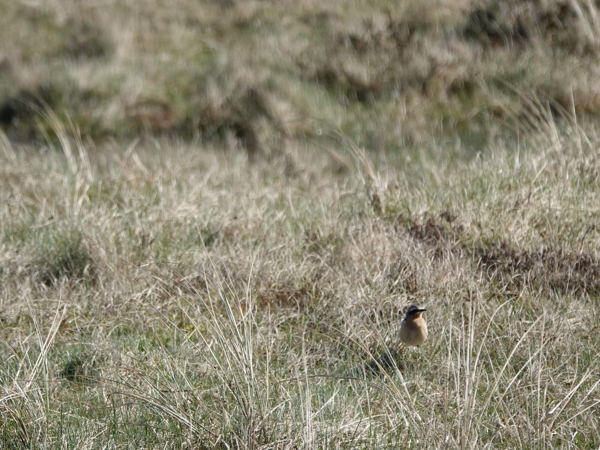 Northern Wheatear - Elisabeth Hein