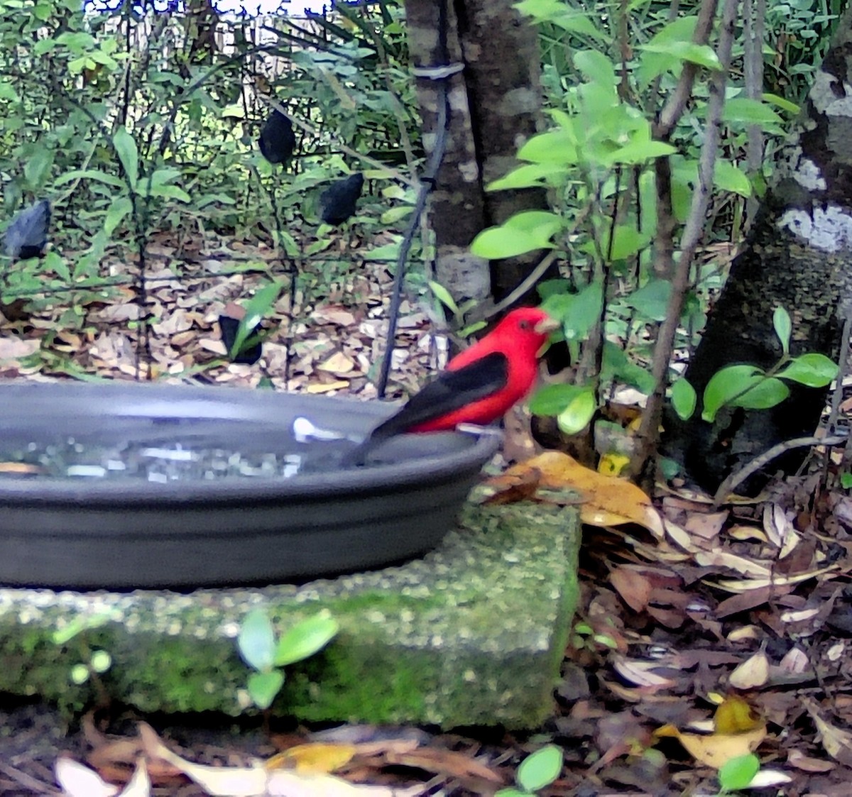 Scarlet Tanager - Karen Stanmore