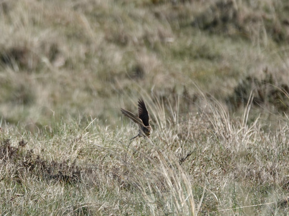 Eurasian Skylark - Elisabeth Hein