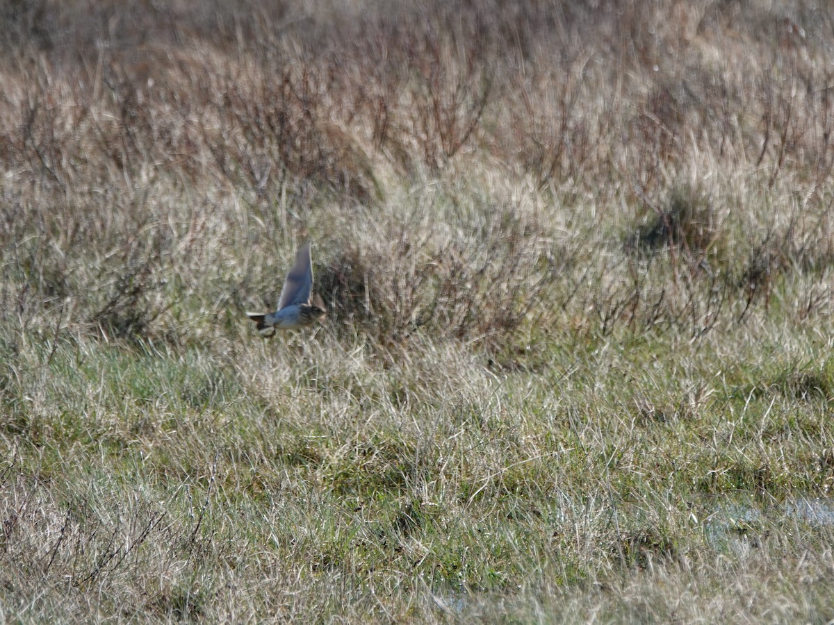 Eurasian Skylark - Elisabeth Hein