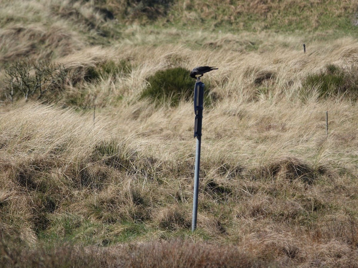 Hooded Crow - Elisabeth Hein