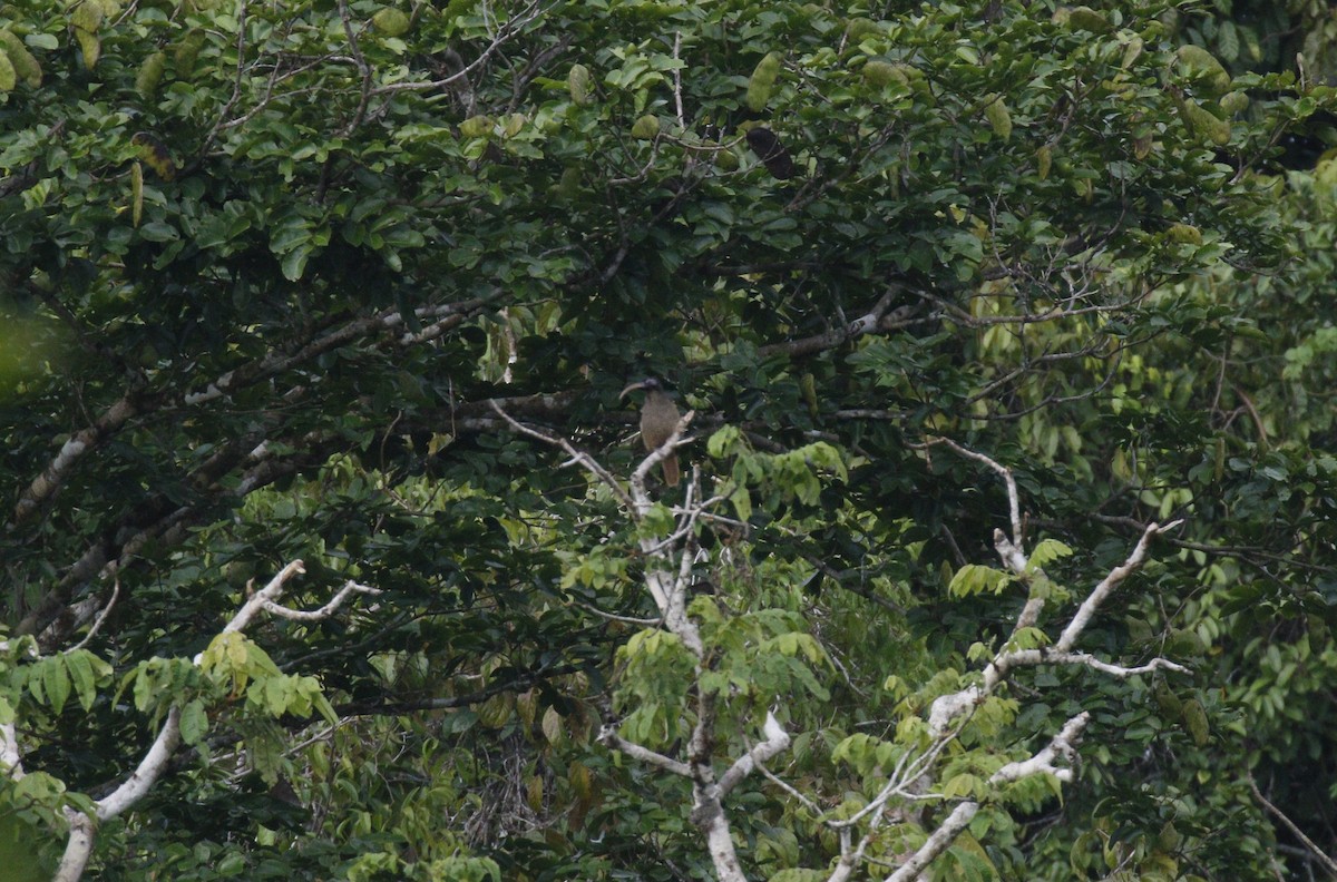 Pale-billed Sicklebill - Kit Britten