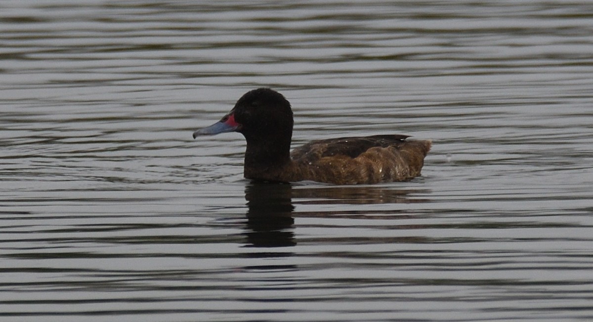 Black-headed Duck - Alf forbes