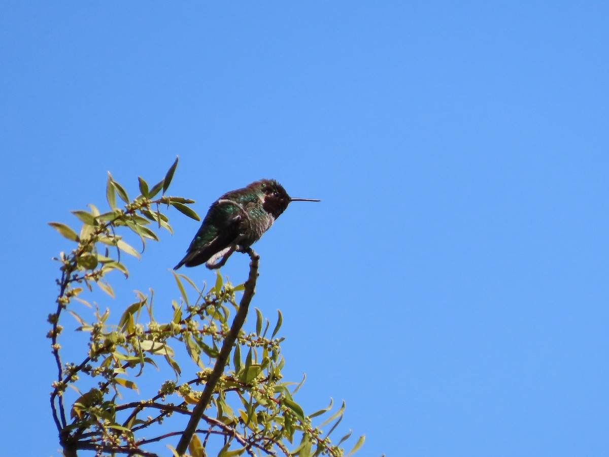 Anna's Hummingbird - ML617129177