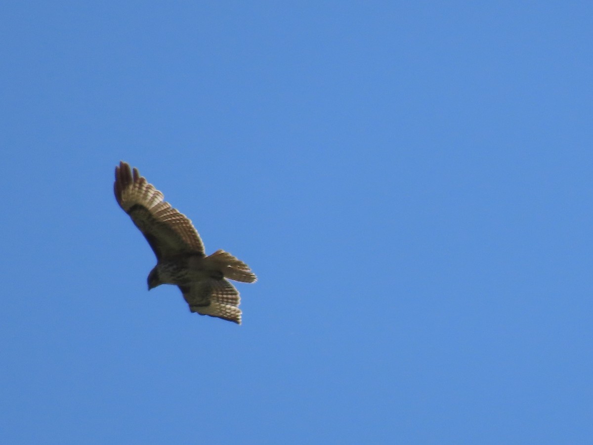 Red-tailed Hawk - ML617129185