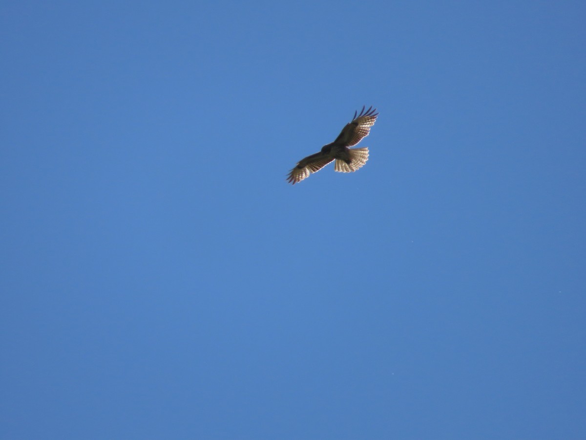 Red-tailed Hawk - ML617129187