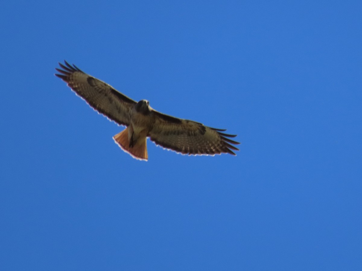 Red-tailed Hawk - ML617129188