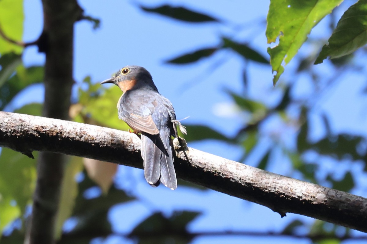 Chestnut-breasted Cuckoo - ML617129209