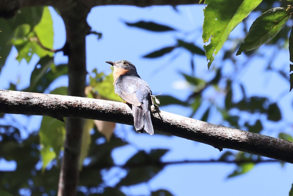 Chestnut-breasted Cuckoo - ML617129210