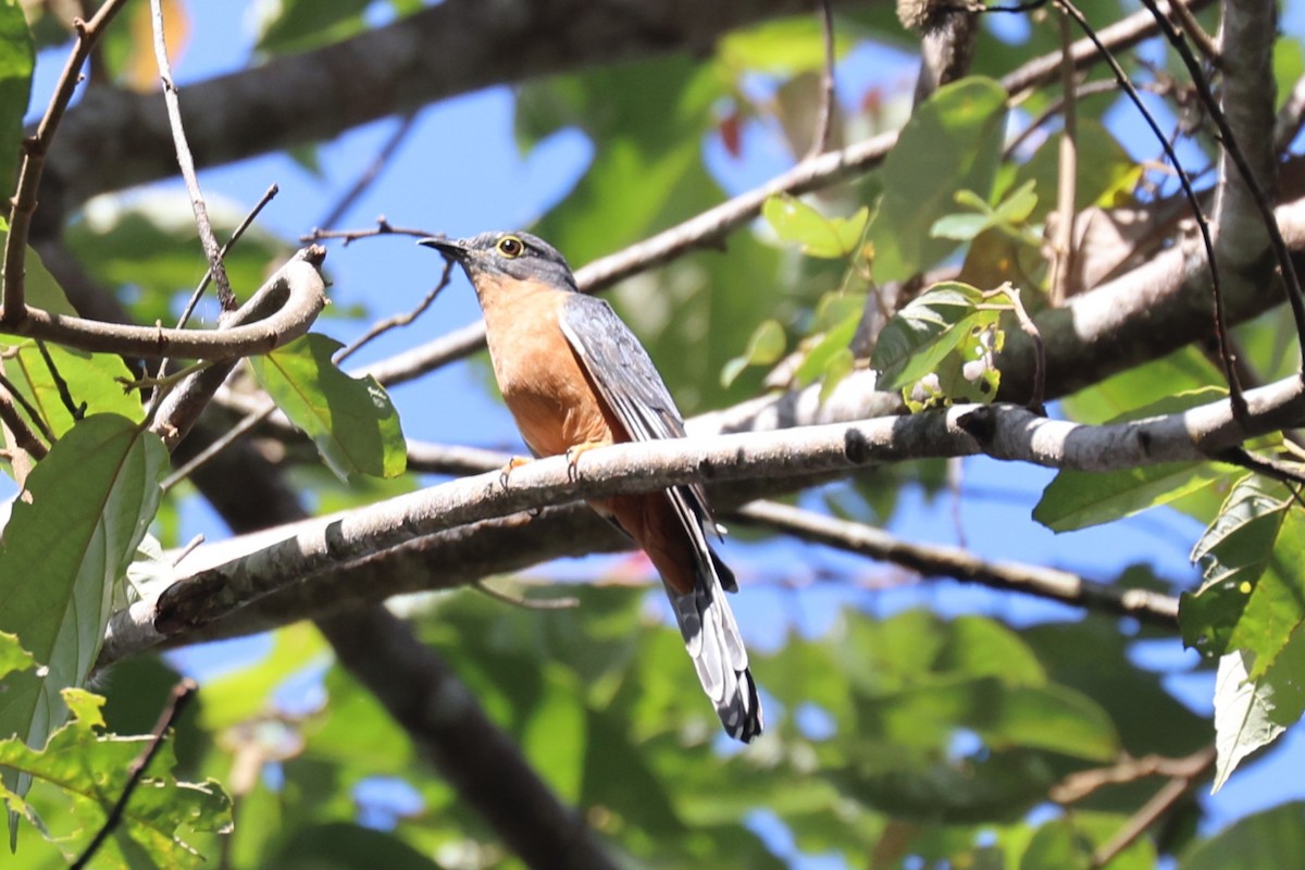 Chestnut-breasted Cuckoo - ML617129211