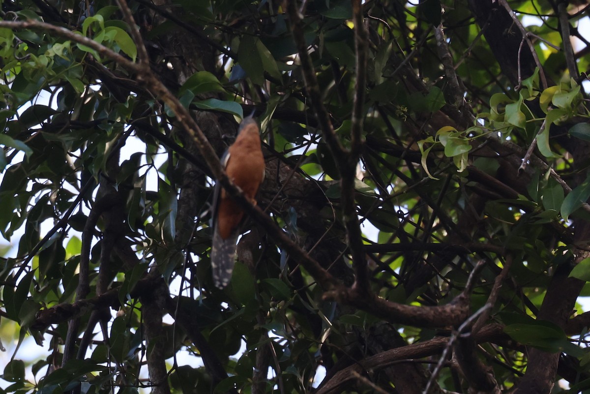 Chestnut-breasted Cuckoo - ML617129212