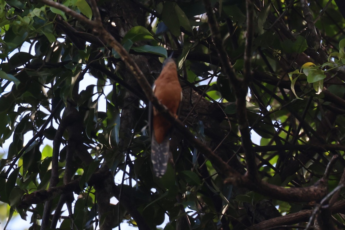 Chestnut-breasted Cuckoo - ML617129213