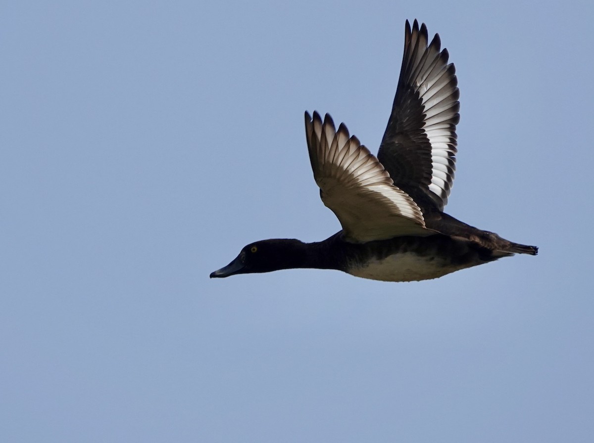 Tufted Duck - Martin Kennewell